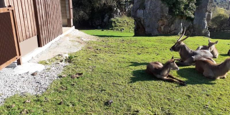 Renovacion Y Construccion De Instalaciones Para Animales En Parque De Cabarceno (2) cantabria