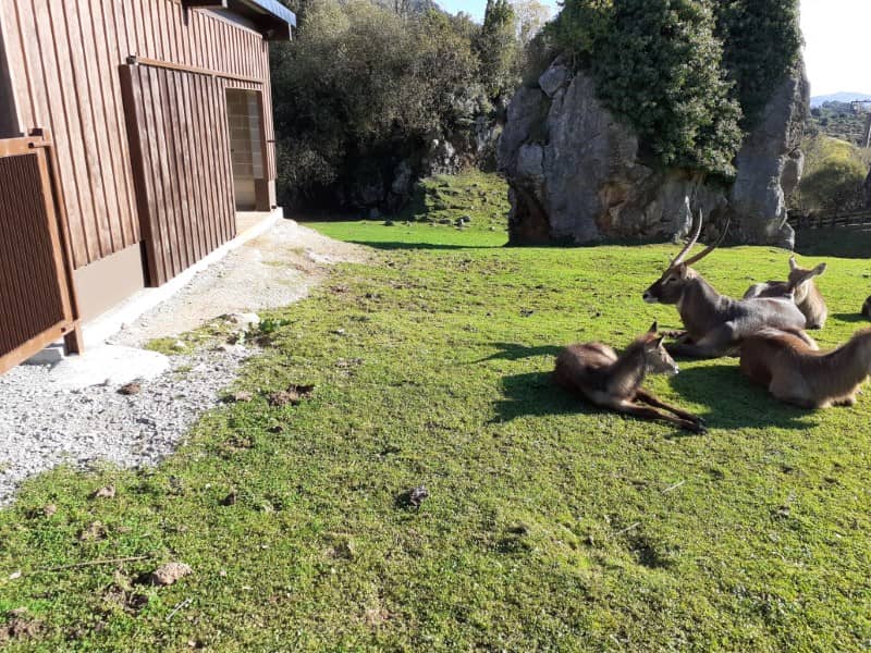 Renovacion Y Construccion De Instalaciones Para Animales En Parque De Cabarceno (2) cantabria